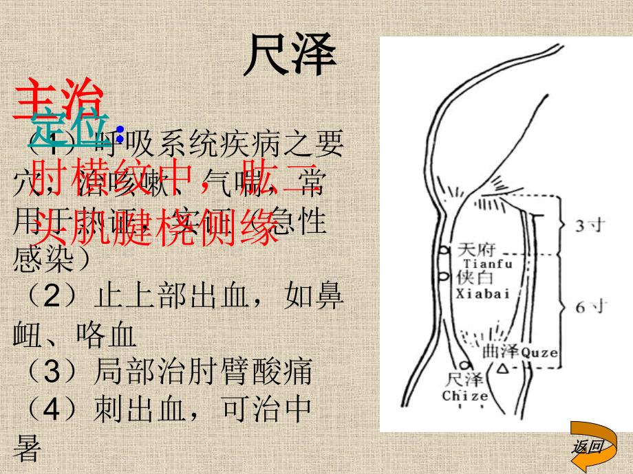 常用穴位的定位及应用课件_第4页