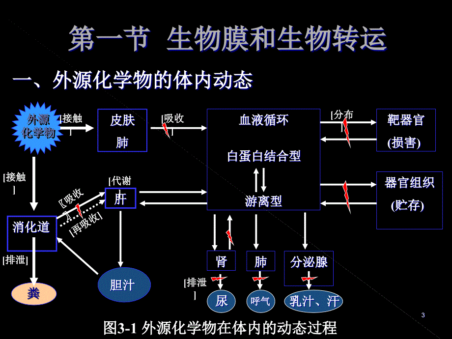 第三章外源化合物在体内的生物转运和转化_第3页