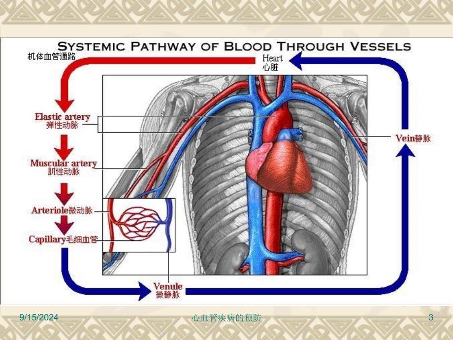 心血管疾病的预防课件_第3页