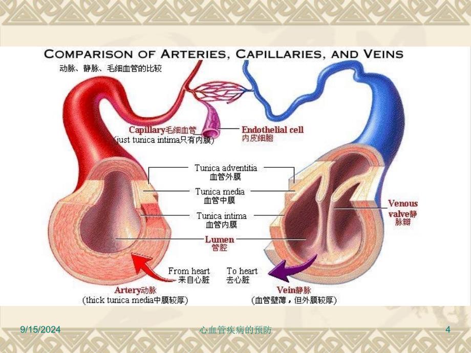 心血管疾病的预防课件_第4页