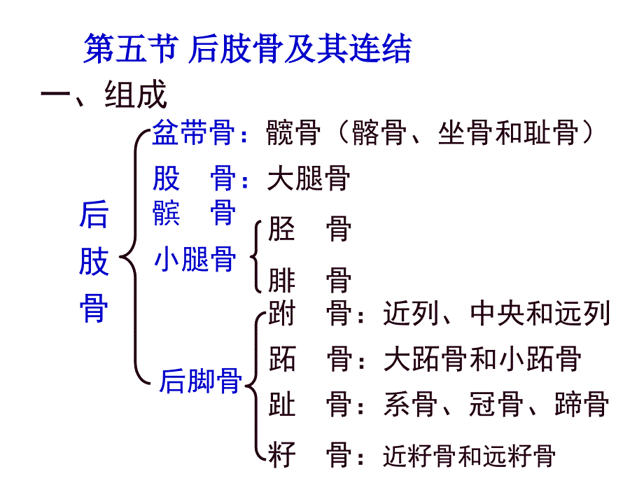 第五节-后肢骨及其连结_第1页