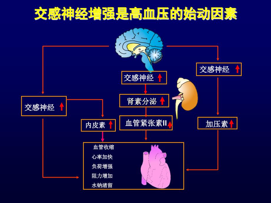 阿尔马尔心血管地位及降压疗效ppt课件_第4页