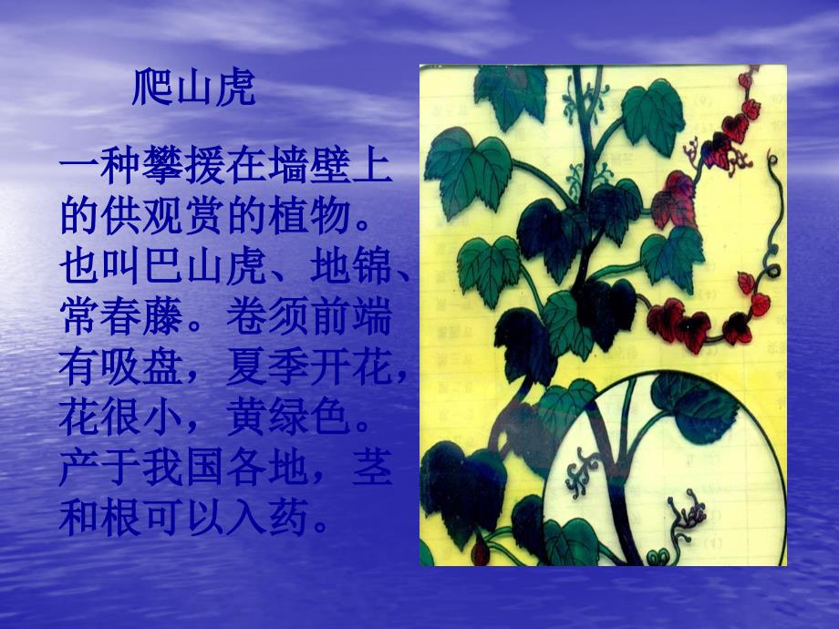 人教版爬山虎的脚_第1页