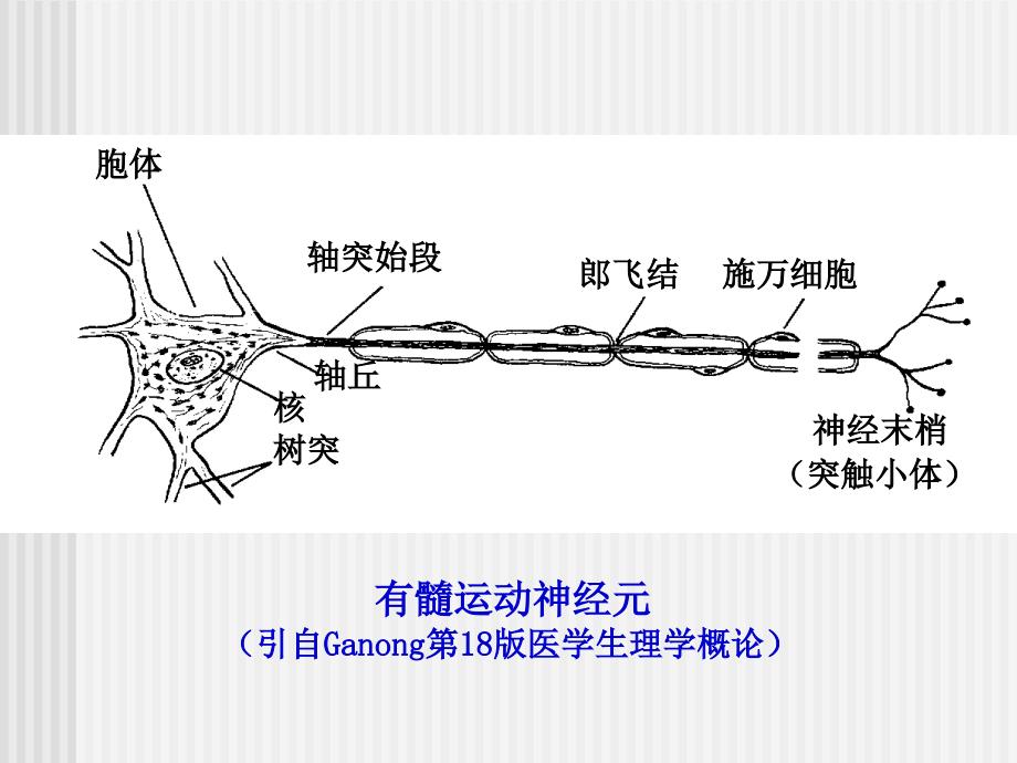 第十章 神经系统_第4页