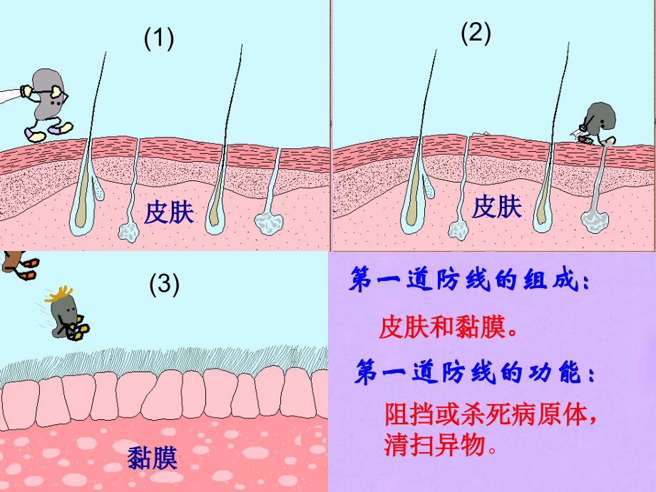 生物下册第二节免疫与计划免疫人教课件_第4页