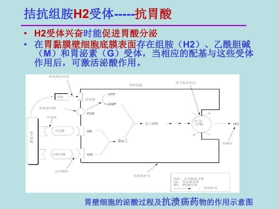 9第十一章-组胺受体拮抗剂及抗过敏和抗溃疡药-杜_第5页