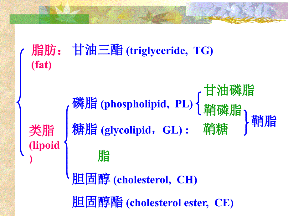 第5章 脂代谢_第4页