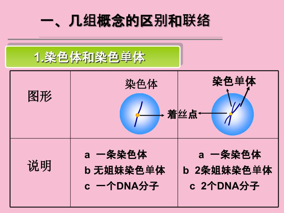 减数分裂第三课时ppt课件_第3页