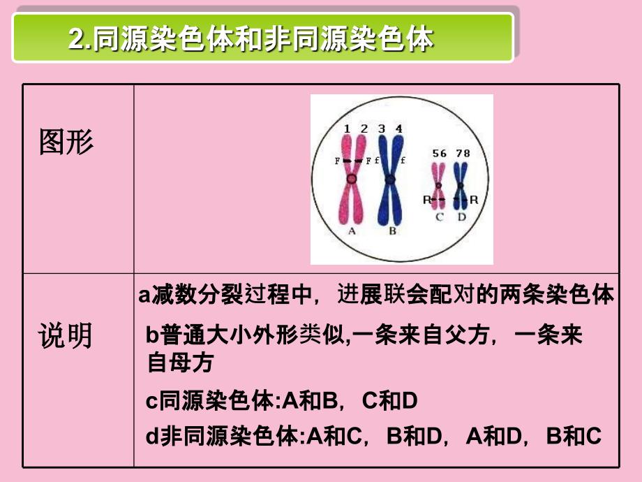 减数分裂第三课时ppt课件_第4页