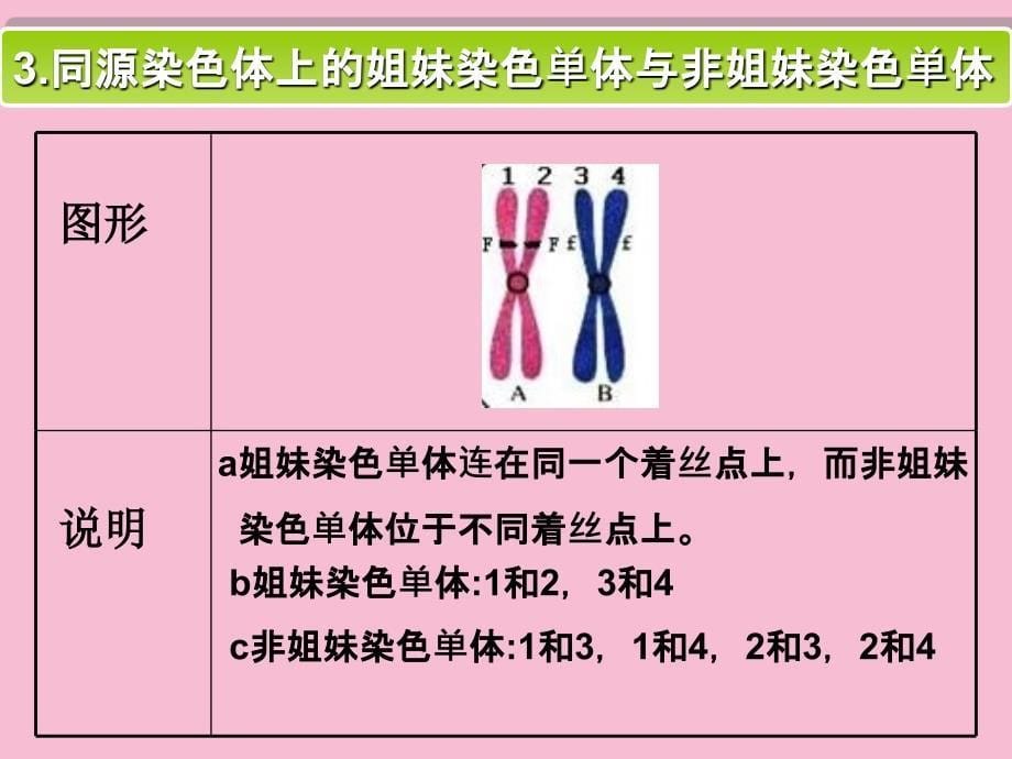 减数分裂第三课时ppt课件_第5页