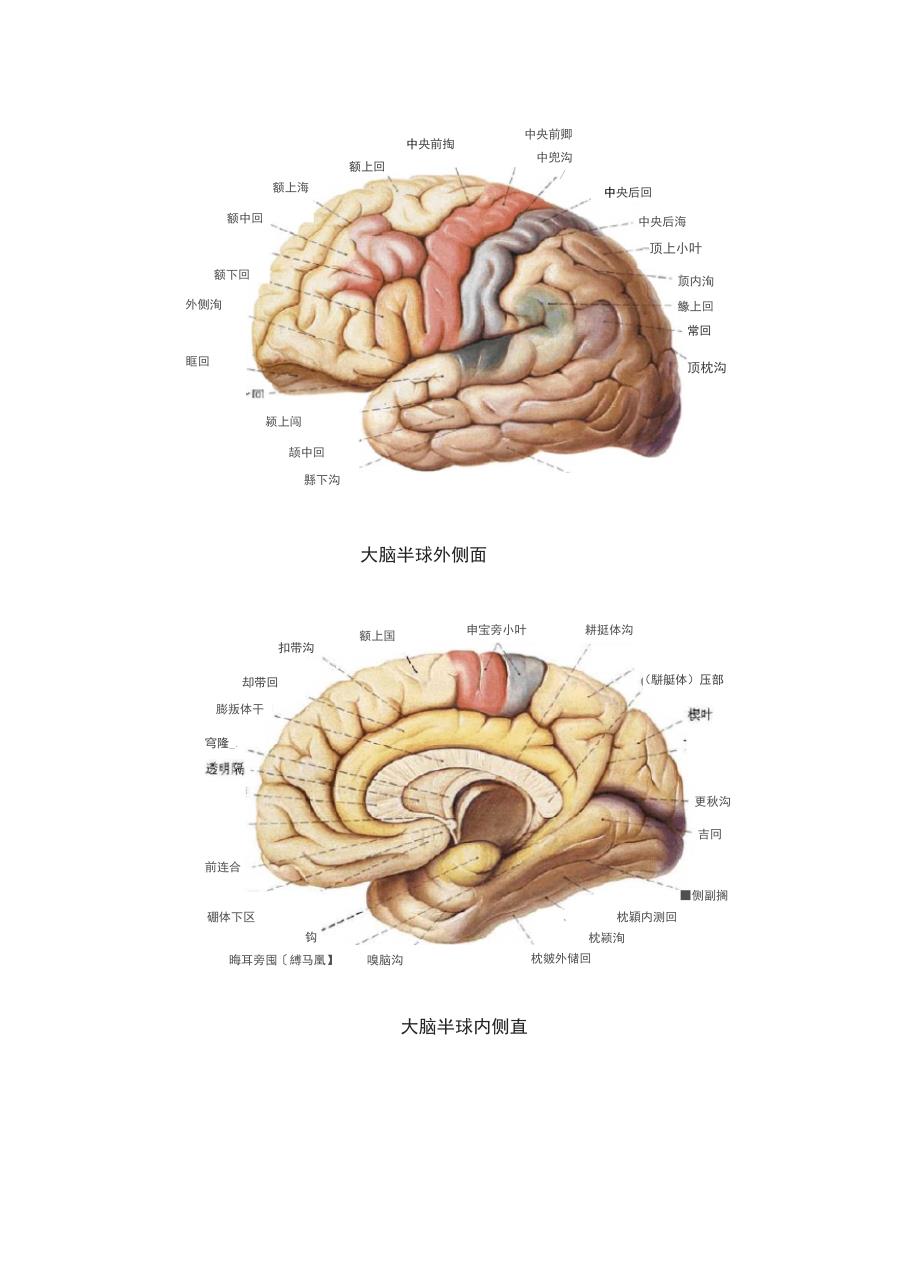 各脑区划分及功能-大脑对应的功能区_第3页