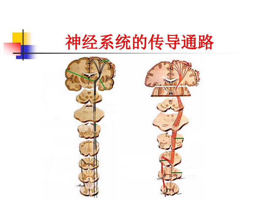 神经系统的传导通路同名106课件_第1页