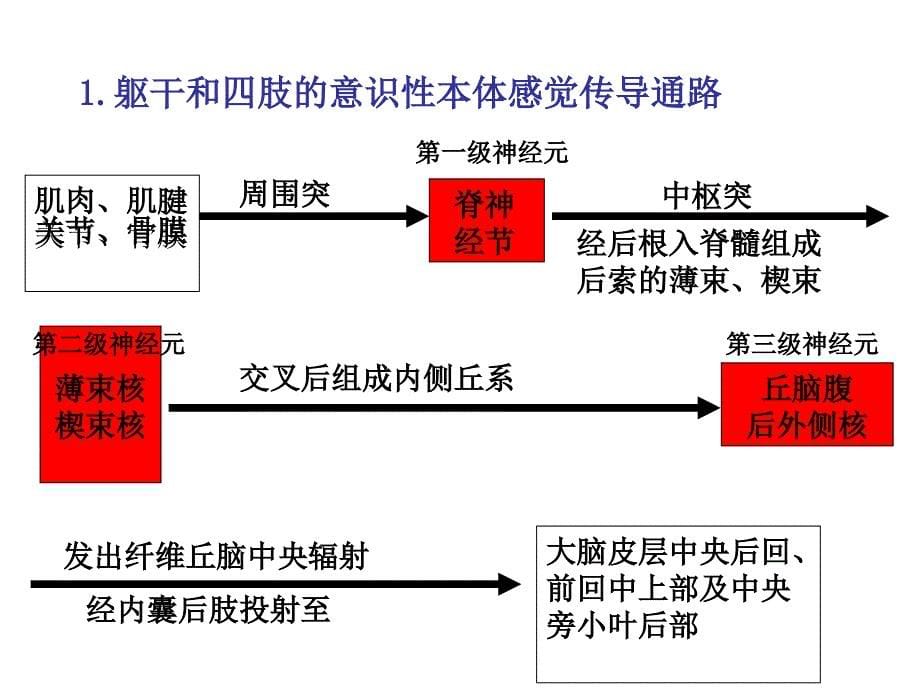 神经系统的传导通路同名106课件_第5页