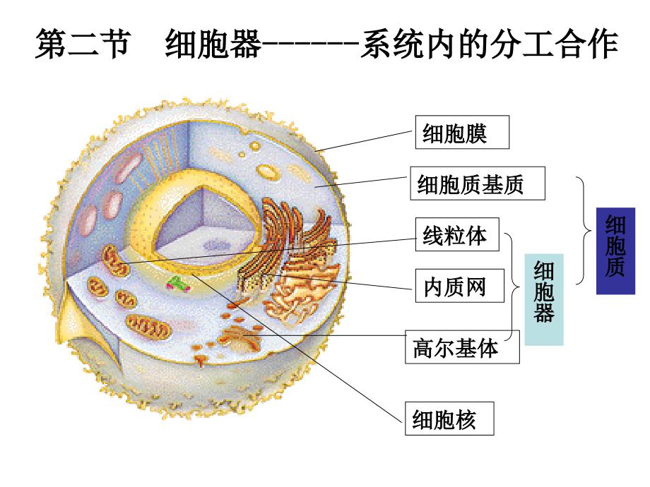 细胞的显微结构与亚显微结构_第3页