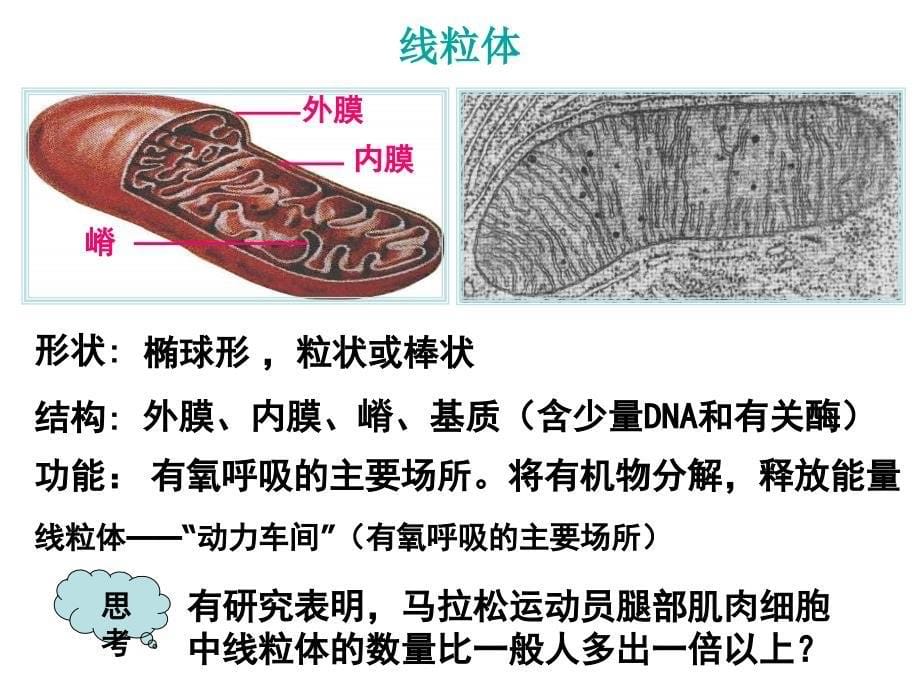 细胞的显微结构与亚显微结构_第5页