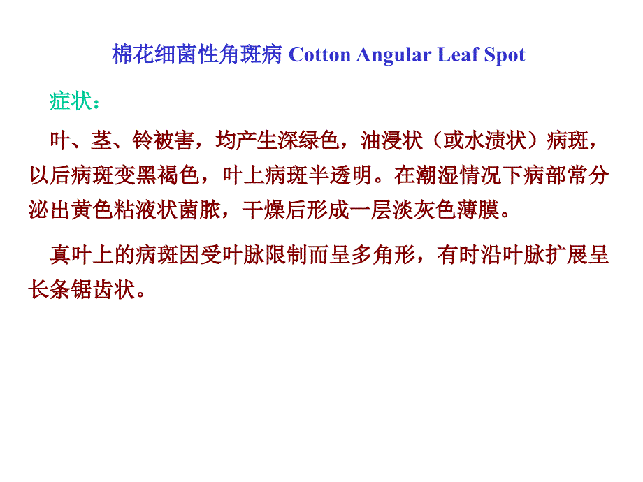 棉花细菌性角斑病CottonAngularLeafSpot_第1页