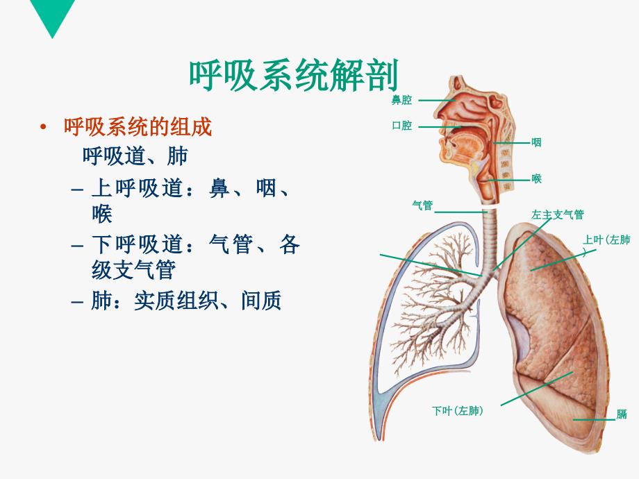 核医学呼吸系统_第2页