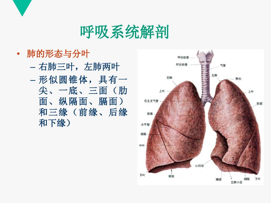 核医学呼吸系统_第3页