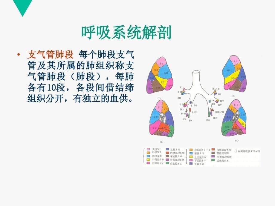 核医学呼吸系统_第5页