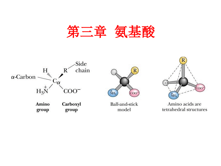 第3章蛋白质化学氨基酸_第2页