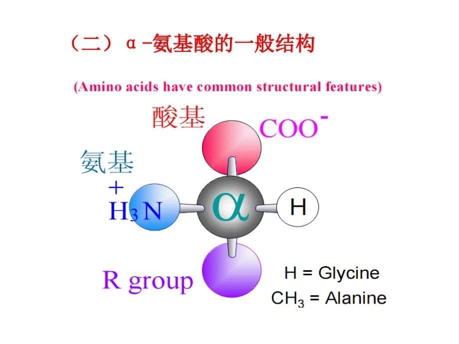 第3章蛋白质化学氨基酸_第5页