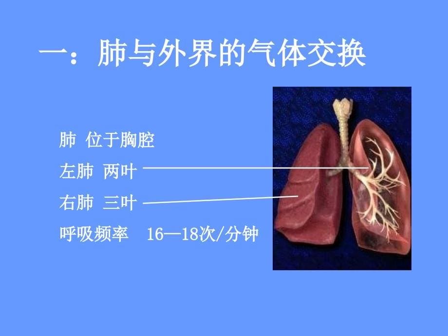 发生在肺内的气体交换_第5页