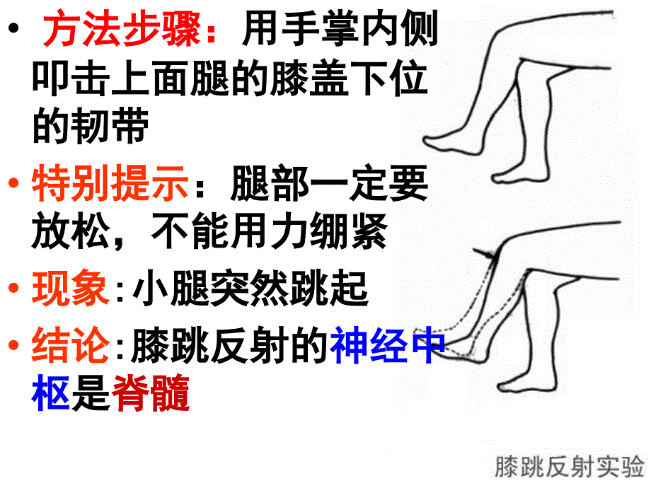 人教版七年级生物下册第六章第三节神经调节的基本方式教学课件_第4页