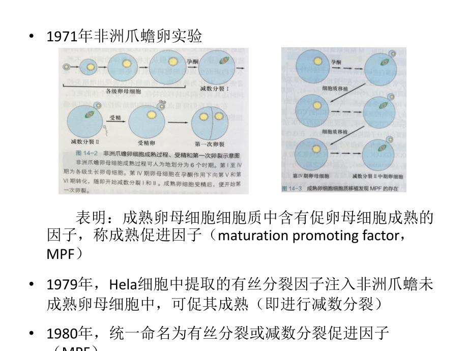 分子细胞生物学教学课件：Chapter17-细胞增殖-2_第3页