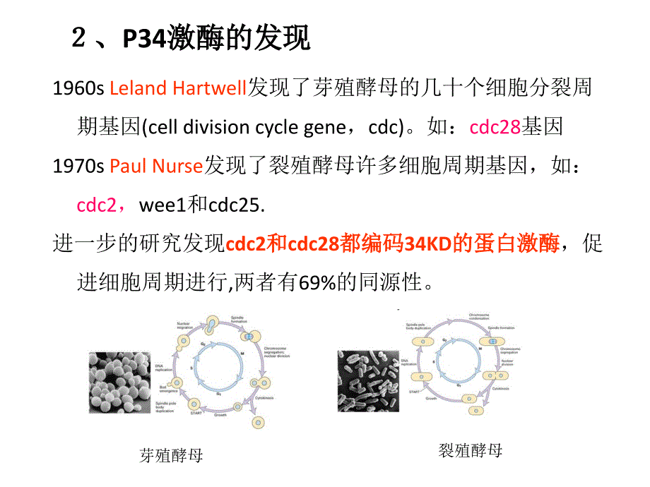 分子细胞生物学教学课件：Chapter17-细胞增殖-2_第4页