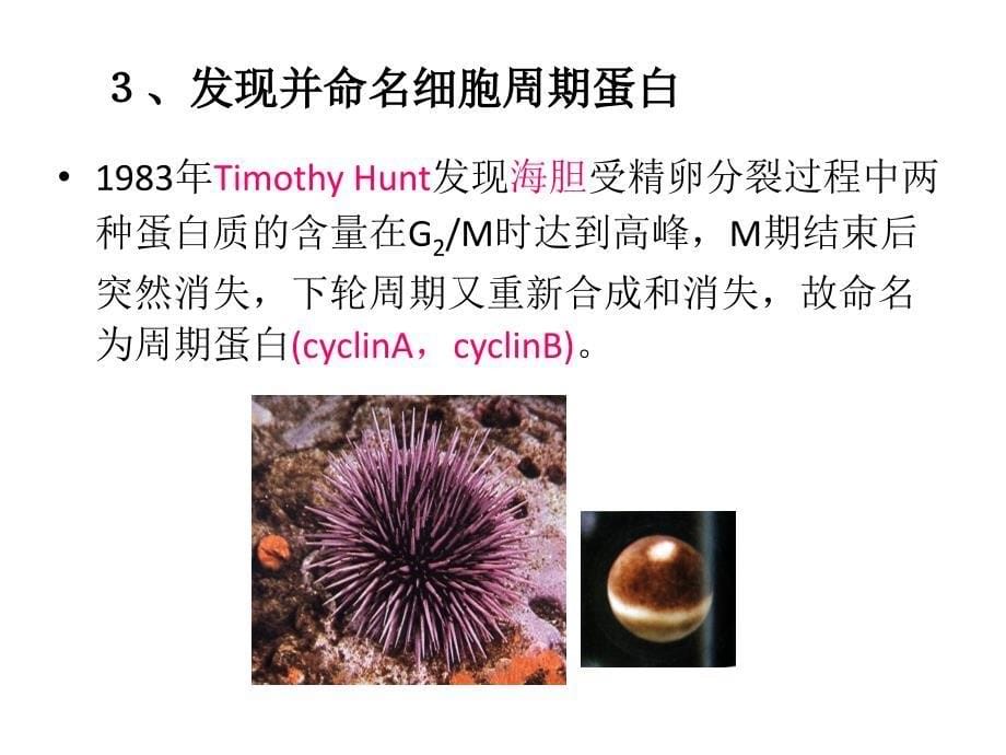 分子细胞生物学教学课件：Chapter17-细胞增殖-2_第5页