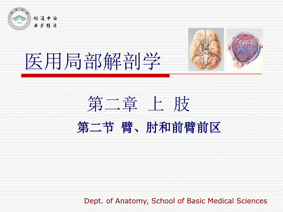 医用局部解剖学-臂、肘和前臂前区_第1页