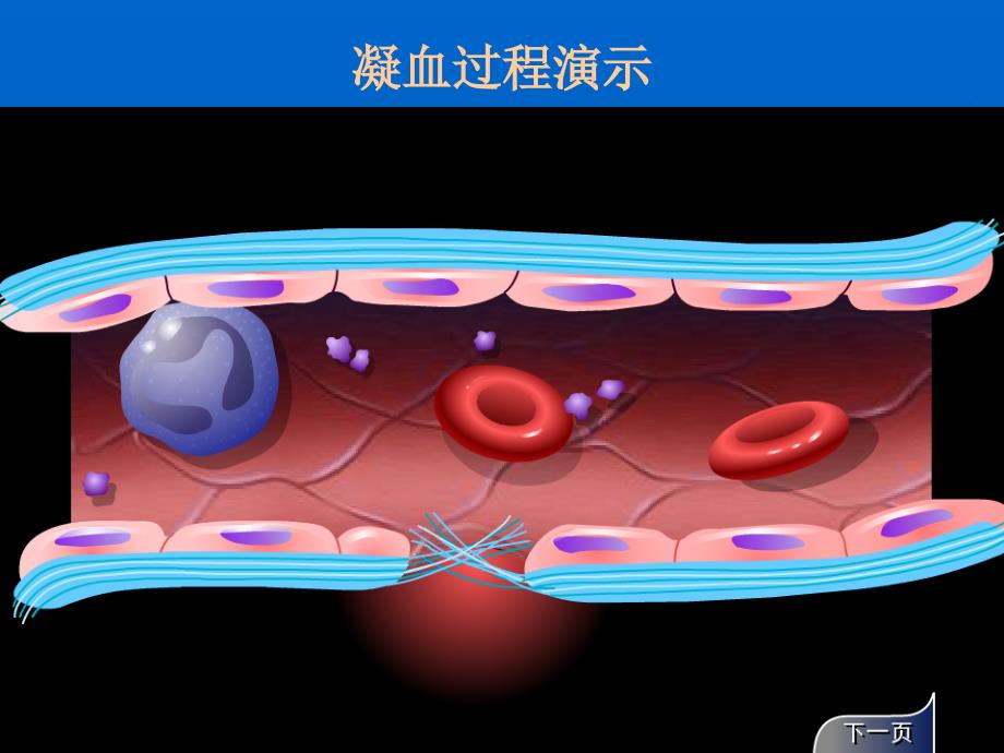 作用与血液及造血系统药.ppt_第3页