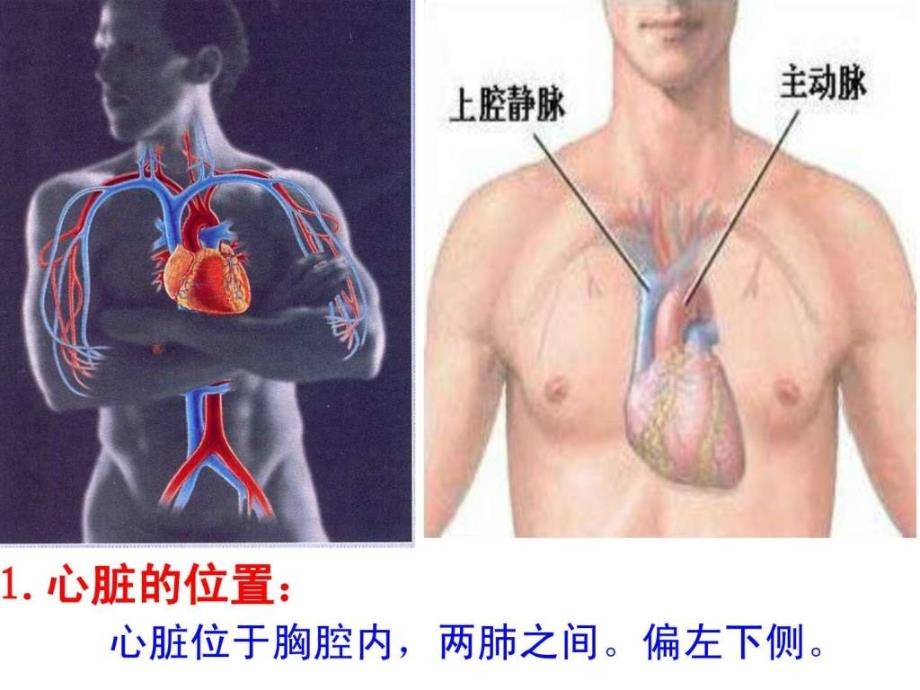 22.课件心脏和血液循环图文.ppt_第2页