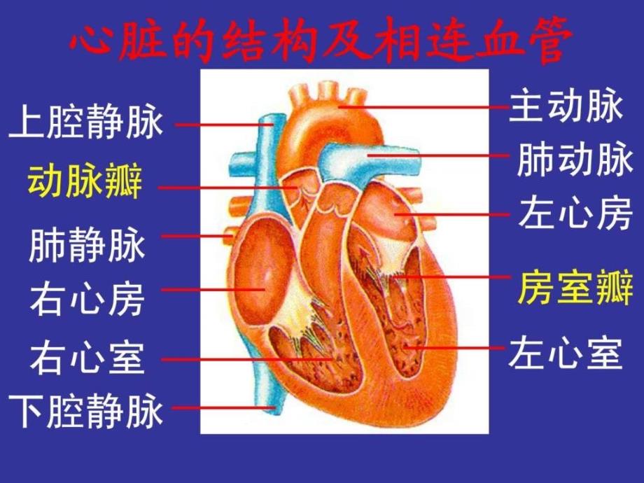 22.课件心脏和血液循环图文.ppt_第4页