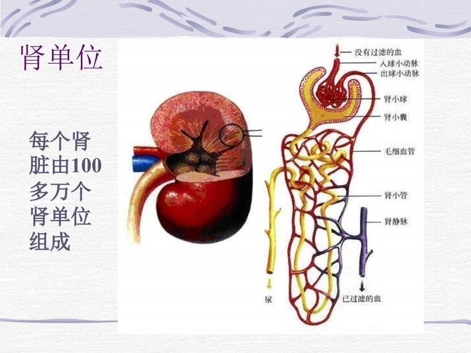 第五部分人体的废物的排出教学课件_第5页