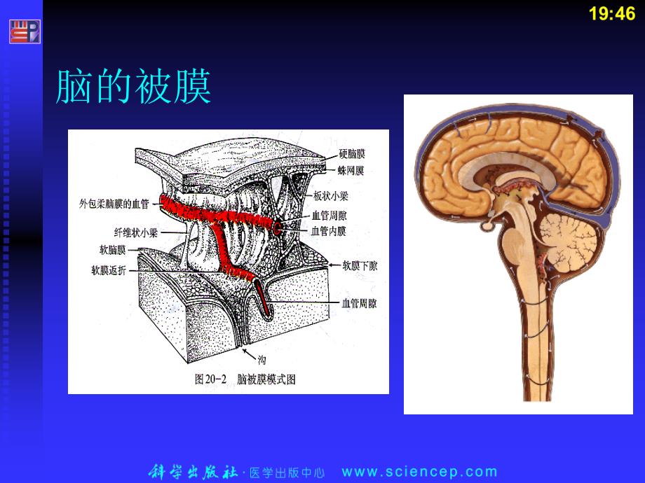 头部官图片PPT课件_第2页