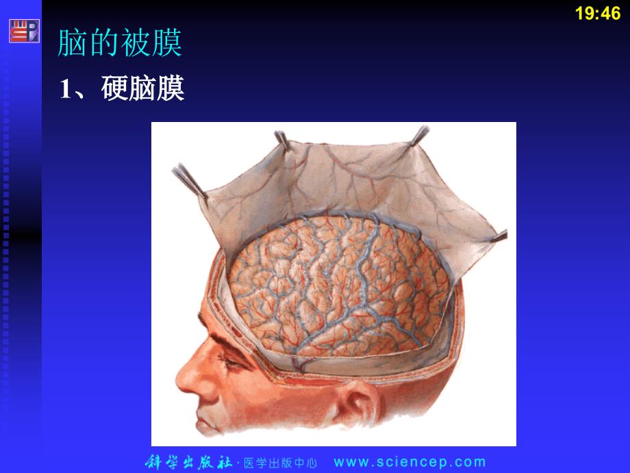 头部官图片PPT课件_第3页