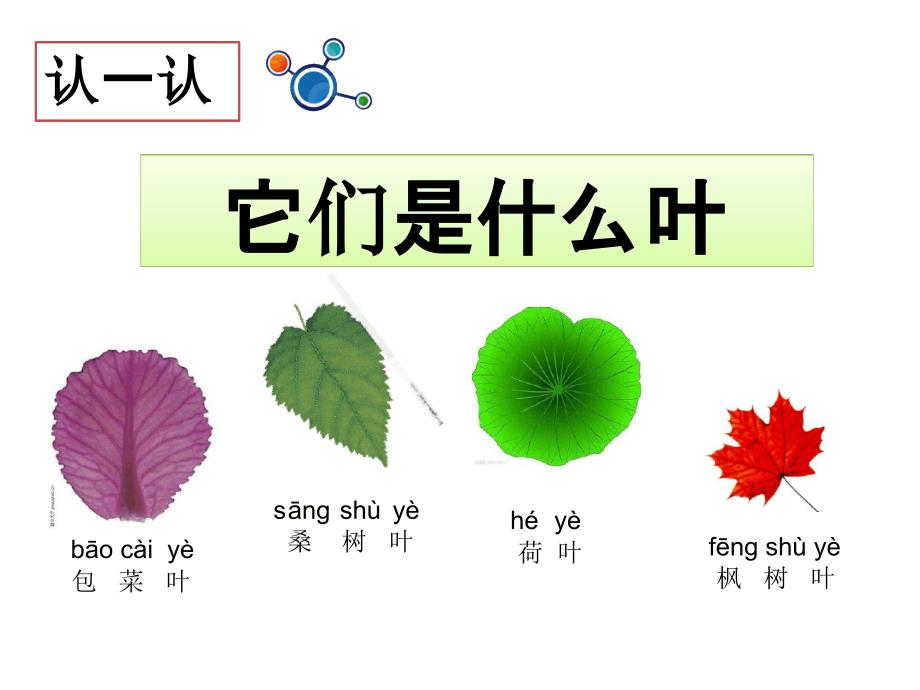 一年级上册科学课件14这是谁的叶7l教科版共13张_第4页