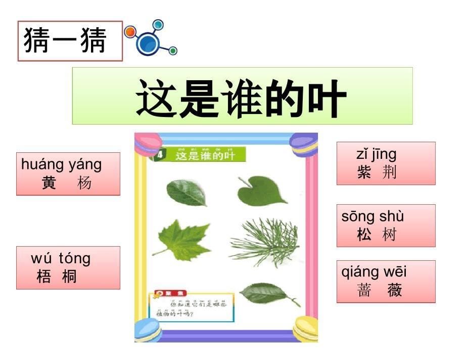 一年级上册科学课件14这是谁的叶7l教科版共13张_第5页