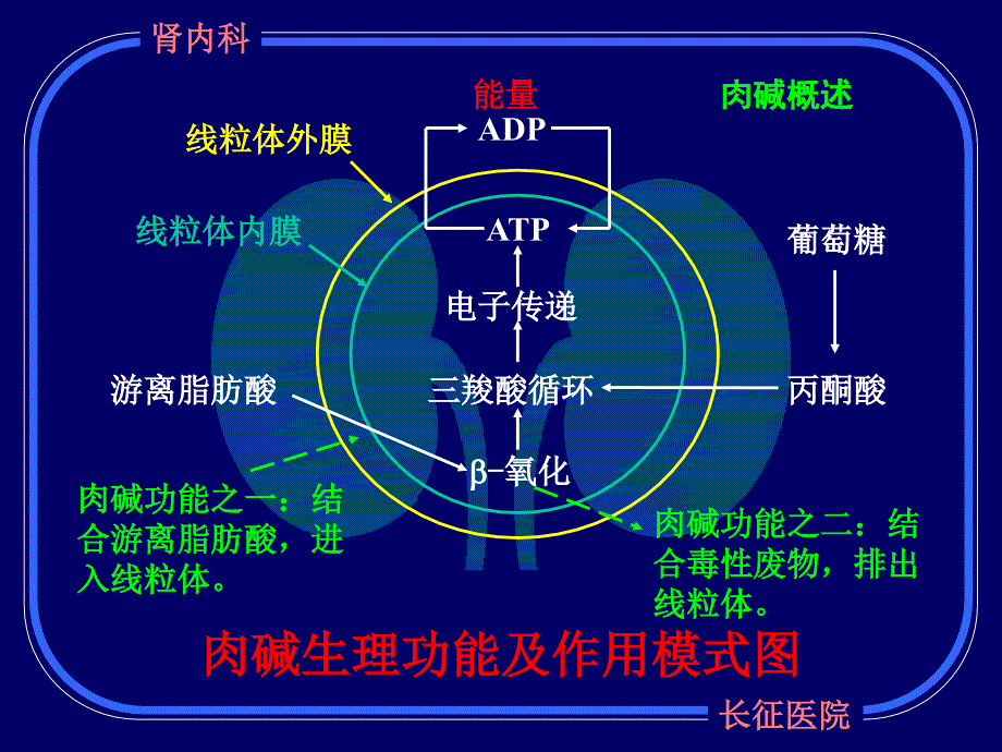 3雷卡在尿毒症透析患者中的应用(梅长林_第3页