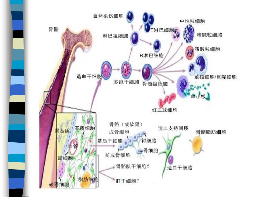 血涂片制备染色及白细胞形态观察.ppt_第4页