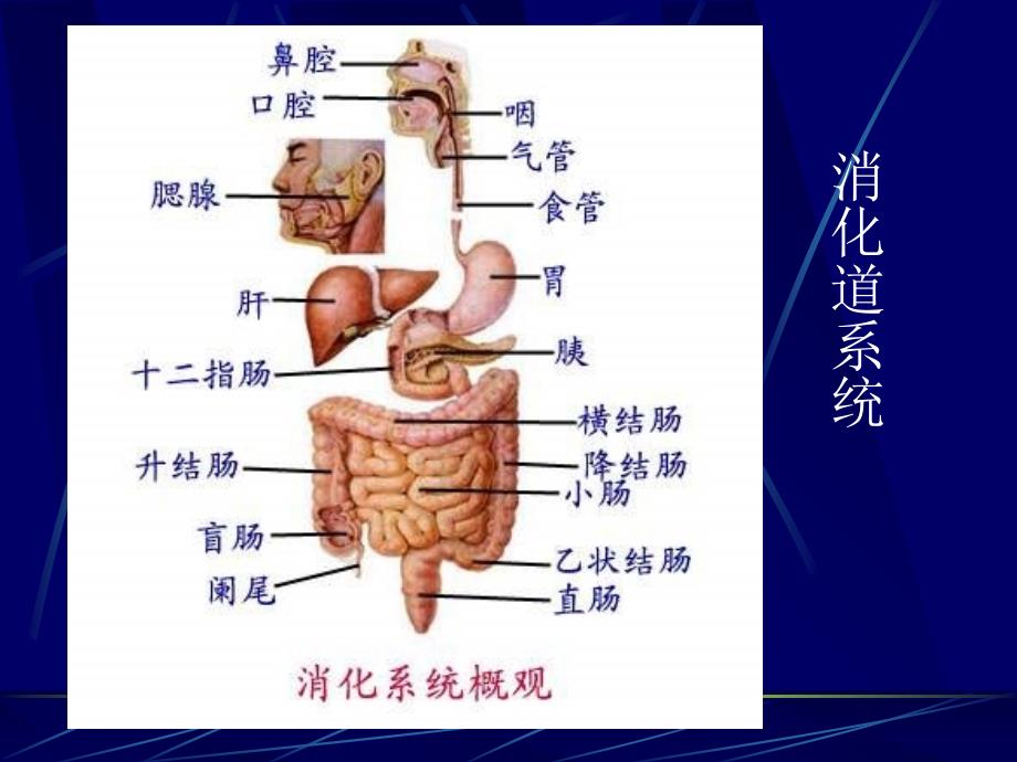 临床诊断学呕血便血参考PPT_第2页