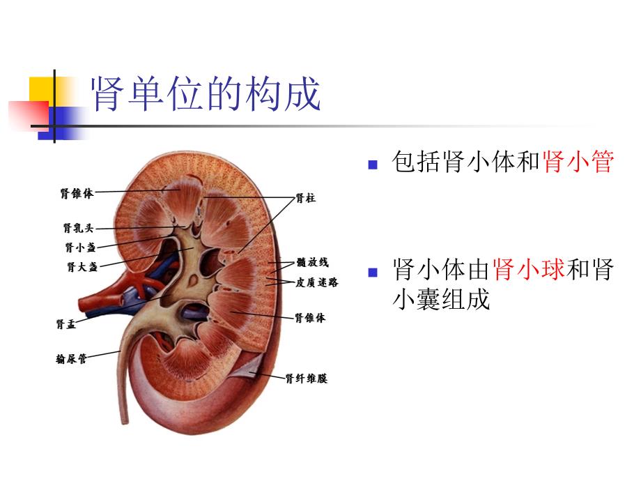 急性肾衰竭与crrt治课件_第2页