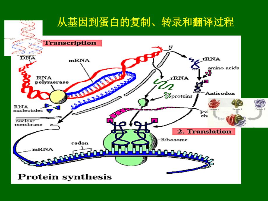 基因工程技术生产重组蛋白_第2页