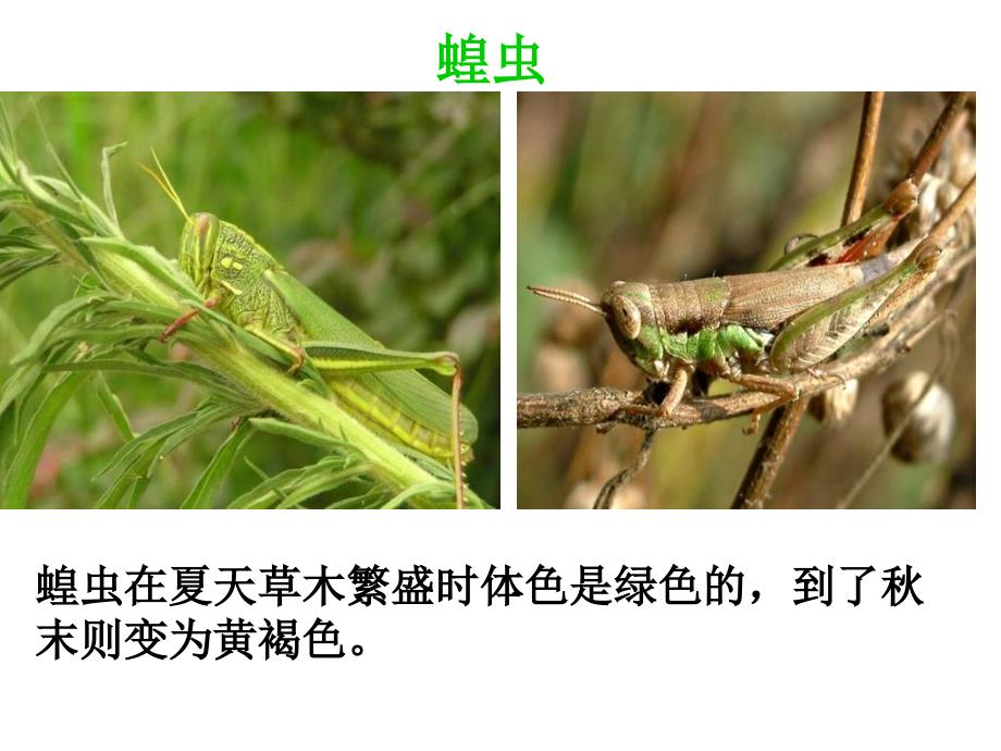 七年级生物生物对环境的适应_第4页