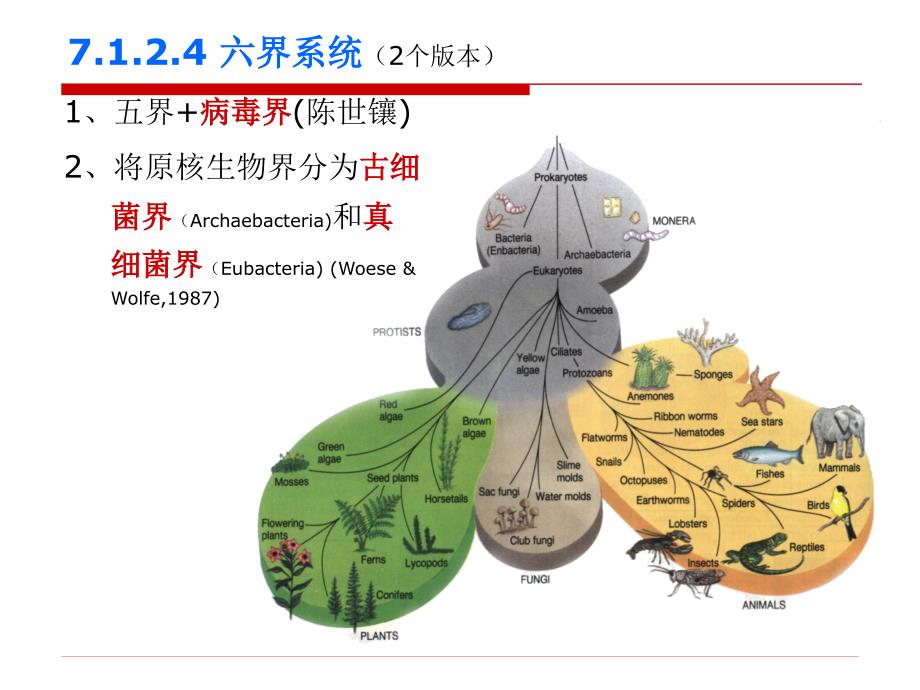 第7章7175生物的类群_第4页