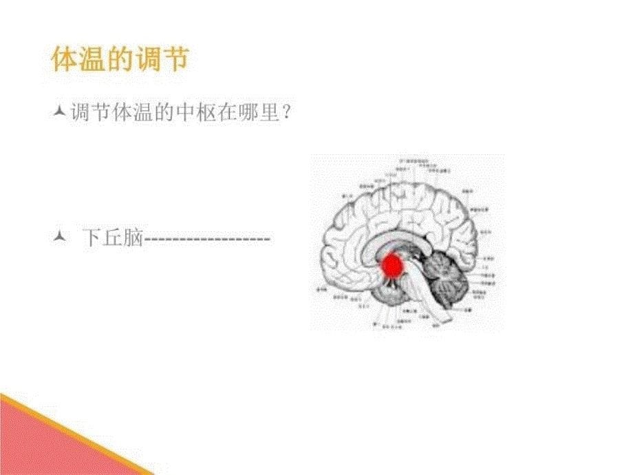 最新发热的护理年10月科室新护士培训ppt课件_第5页