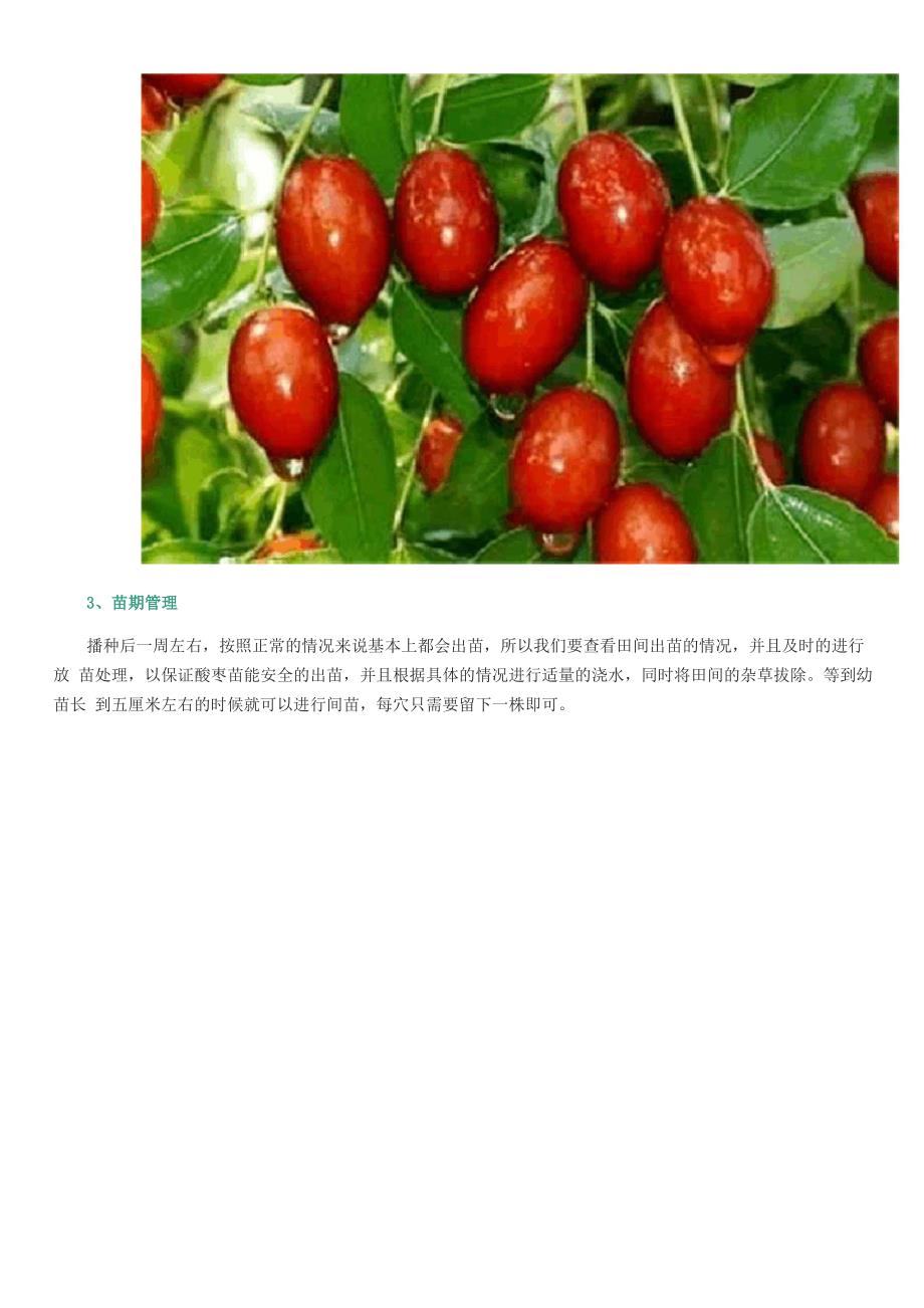 酸枣的种植方法_第3页