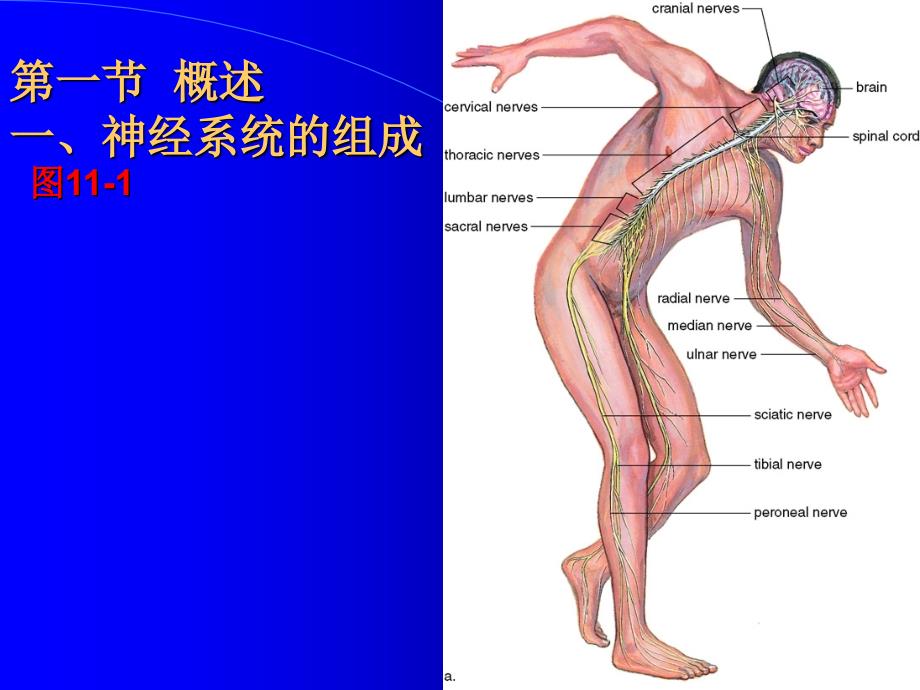 人体解剖课件8第十一章神经系统nervous system文档资料_第1页