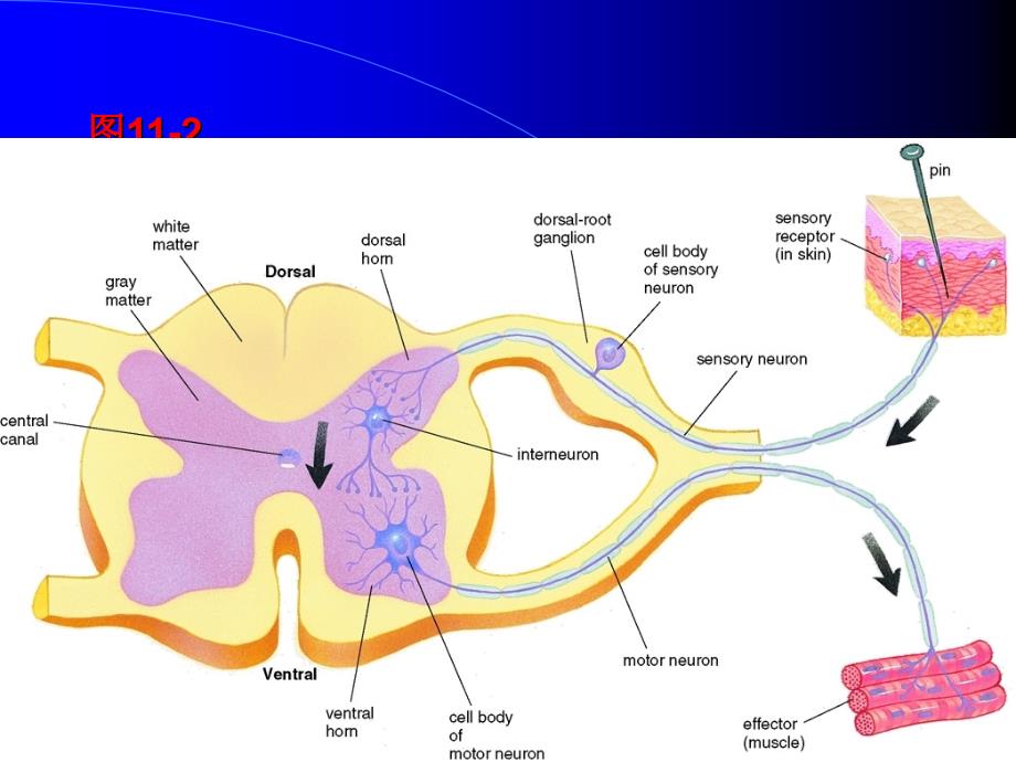 人体解剖课件8第十一章神经系统nervous system文档资料_第4页